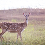 Musk Deer Blend - Animalid (P)